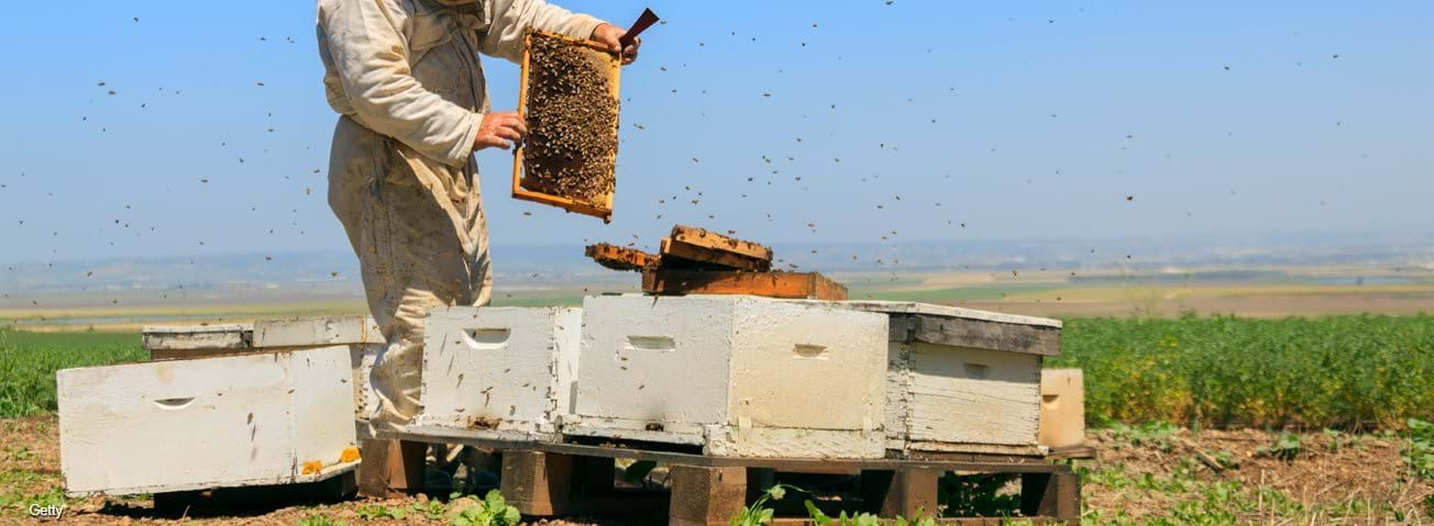 Beekeeper at work