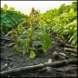 destroyed crops