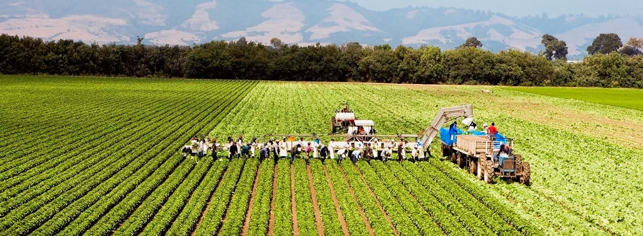 Laborers and machinery in a farm field.