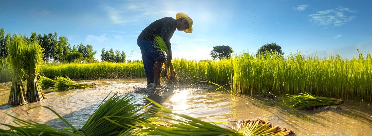 Farmer dressed in traditional Asian clothing working in a rice field