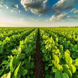 Field under cloudy sky