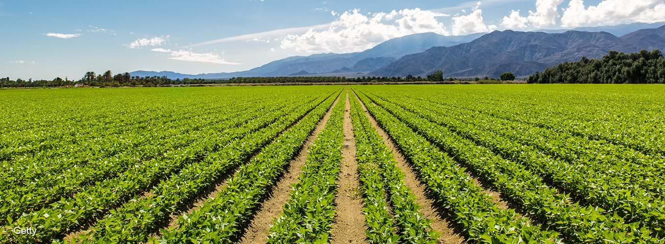 An organic vegetable crop field