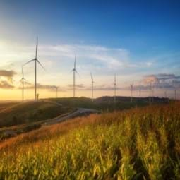 Wind turbines next to a corn field