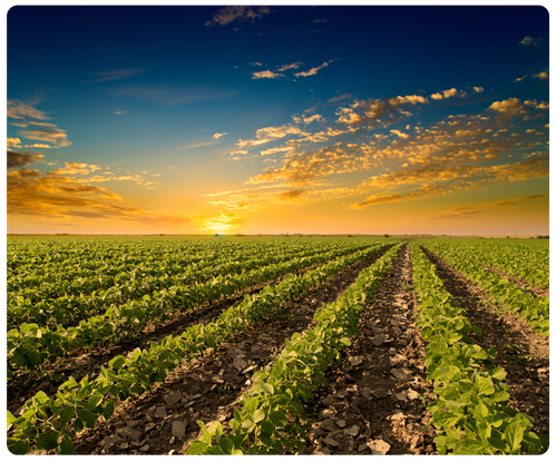 Soybean field at sunset