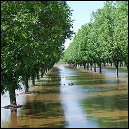 flooded orchard