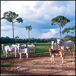 cows in field with trees