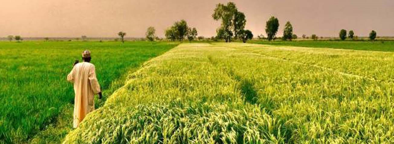 Man walking among green fields