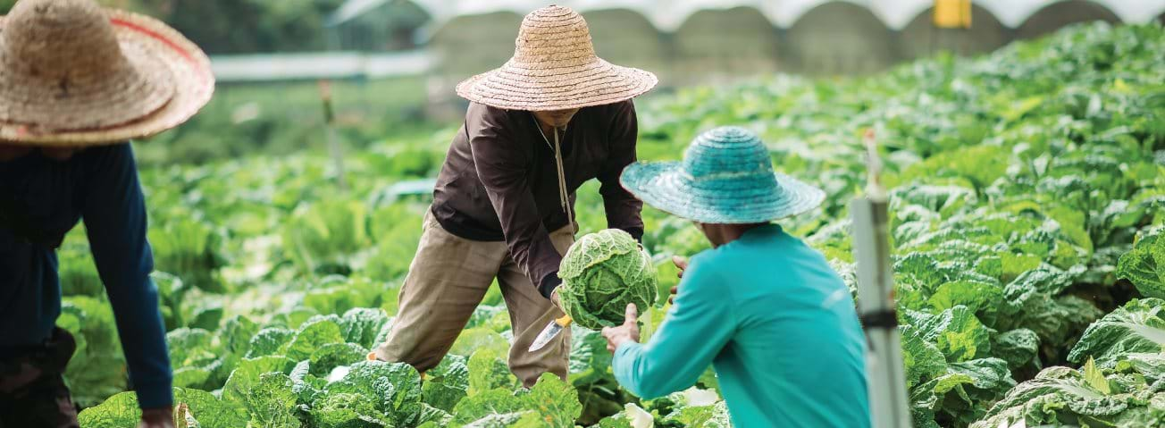 Photo of people harvesting cabbage from a field.