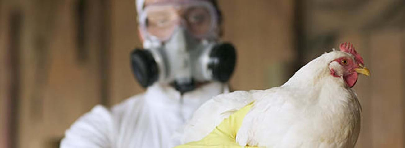 Photo of person with mask holding chicken hen