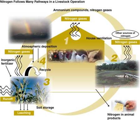 Nitrogen Follows Many Pathways in a Livestock Operation