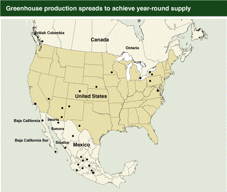 Greenhouse production spreads to achieve year-round supply