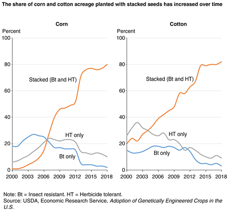 A chart shows that the share of corn and cotton acreage planted with stacked seeds has increased over time.