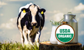 This is the newsroom image of the U.S. Certified Organic Dairy Production: Three Decades of Growth report.